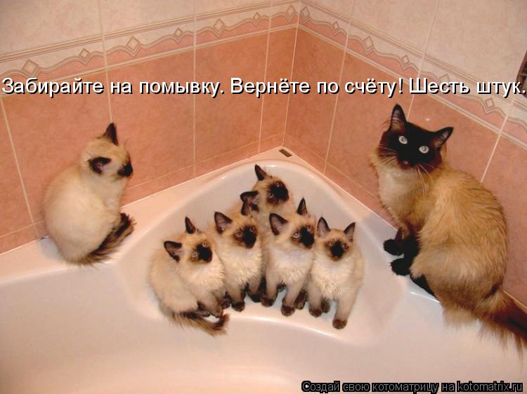 Котоматрица: Забирайте на помывку. Вернёте по счёту! Шесть штук.