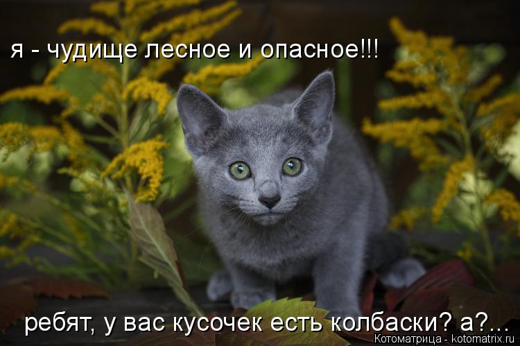 Котоматрица: я - чудище лесное и опасное!!! ребят, у вас кусочек есть колбаски? а?...