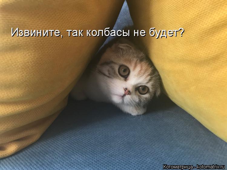 Извините, так колбасы не будет?... Котоматрица: Извините, так колбасы не будет?