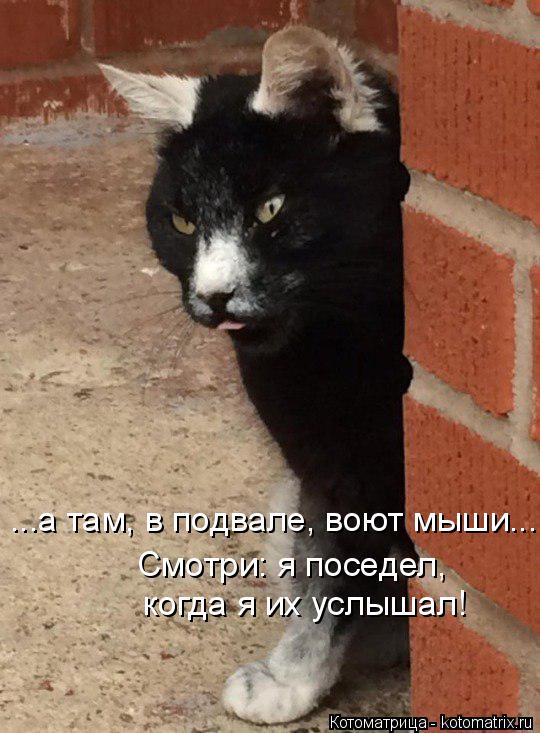 ...а там, в подвале, воют мыши... Смотри: я поседел, когда я их услышал!... Котоматрица: ...а там, в подвале, воют мыши... Смотри: я поседел, когда я их услышал!