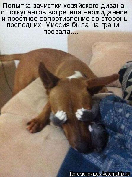Попытка зачистки хозяйского дивана и яростное сопротивление со стороны от оккупантов встретила неожи... Котоматрица: Попытка зачистки хозяйского дивана и яростное сопротивление со стороны от оккупантов встретила неожиданное последних. Миссия была на гра