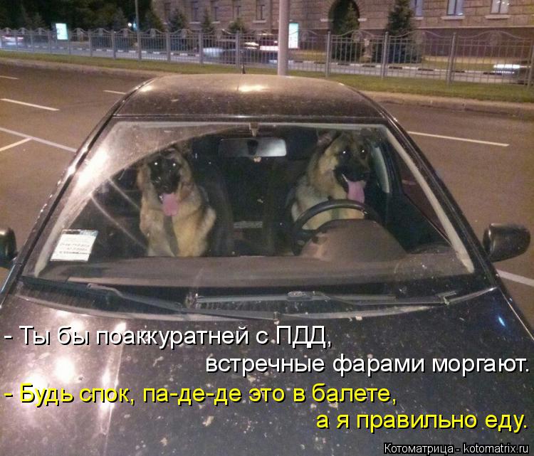 Котоматрица: - Ты бы поаккуратней с ПДД,  встречные фарами моргают. - Будь спок, па-де-де это в балете, а я правильно еду.
