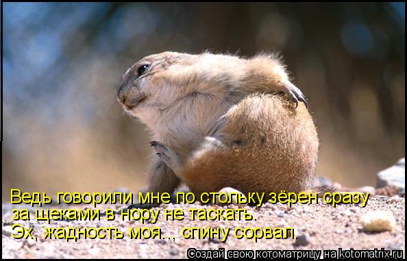 за щеками в нору не таскать. Ведь говорили мне по стольку зёрен сразу Эх, жадность моя.., спину сорва... Котоматрица: за щеками в нору не таскать. Ведь говорили мне по стольку зёрен сразу Эх, жадность моя.., спину сорвал.