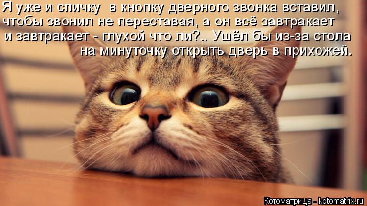 Котоматрица: Я уже и спичку  в кнопку дверного звонка вставил,  чтобы звонил не переставая, а он всё завтракает   и завтракает - глухой что ли?.. Ушёл бы из-з