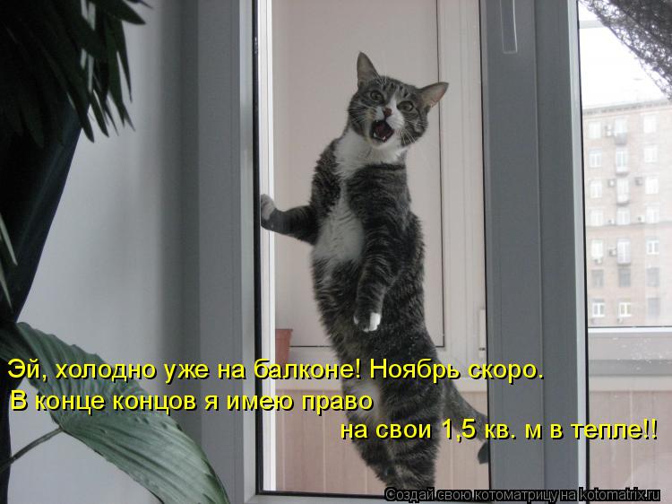 Эй, холодно уже на балконе! Ноябрь скоро. В конце концов я имею право на свои 1,5 кв. м в тепле!!... Котоматрица: Эй, холодно уже на балконе! Ноябрь скоро. В конце концов я имею право на свои 1,5 кв. м в тепле!!