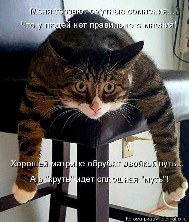 Котоматрица: Меня терзают смутные сомнения... Что у людей нет правильного мнения! А в "круть" идет сплошная "муть"! Хорошей матрице обрубят двойкой путь...