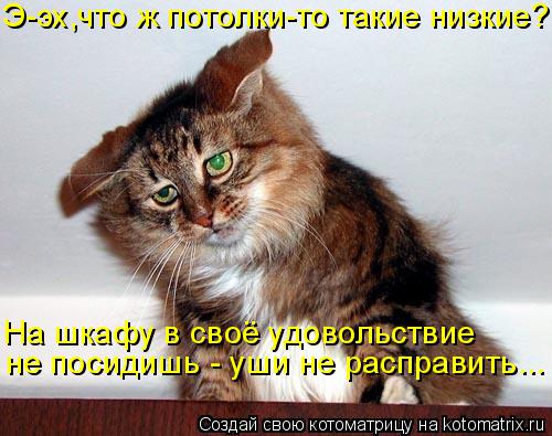Котоматрица: не посидишь - уши не расправить... На шкафу в своё удовольствие Э-эх,что ж потолки-то такие низкие?