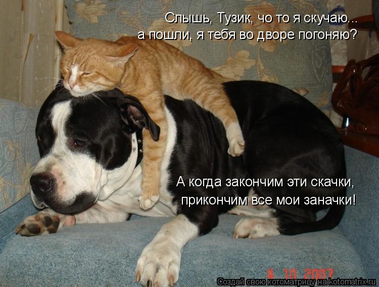 Котоматрица: Слышь, Тузик, чо то я скучаю... а пошли, я тебя во дворе погоняю? А когда закончим эти скачки,  прикончим все мои заначки!
