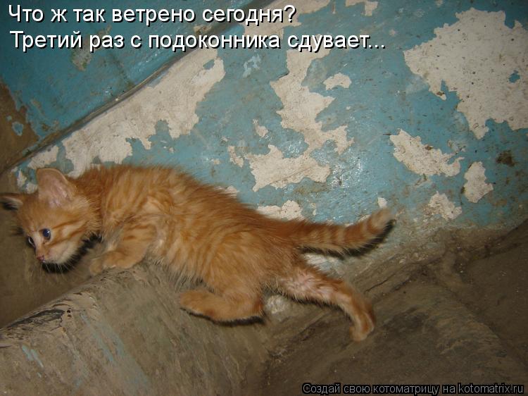 Что ж так ветрено сегодня? Третий раз с подоконника сдувает...... Котоматрица: Что ж так ветрено сегодня? Третий раз с подоконника сдувает...