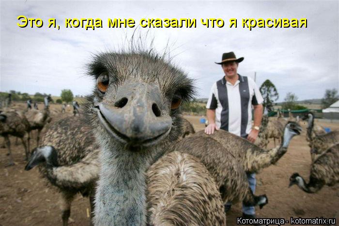 Котоматрица: Это я, когда мне сказали что я красивая
