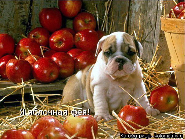 Я яблочная фея! Я яблочная фея!... Котоматрица: Я яблочная фея! Я яблочная фея!