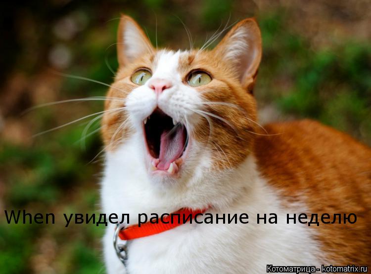 Котоматрица: When увидел расписание на неделю
