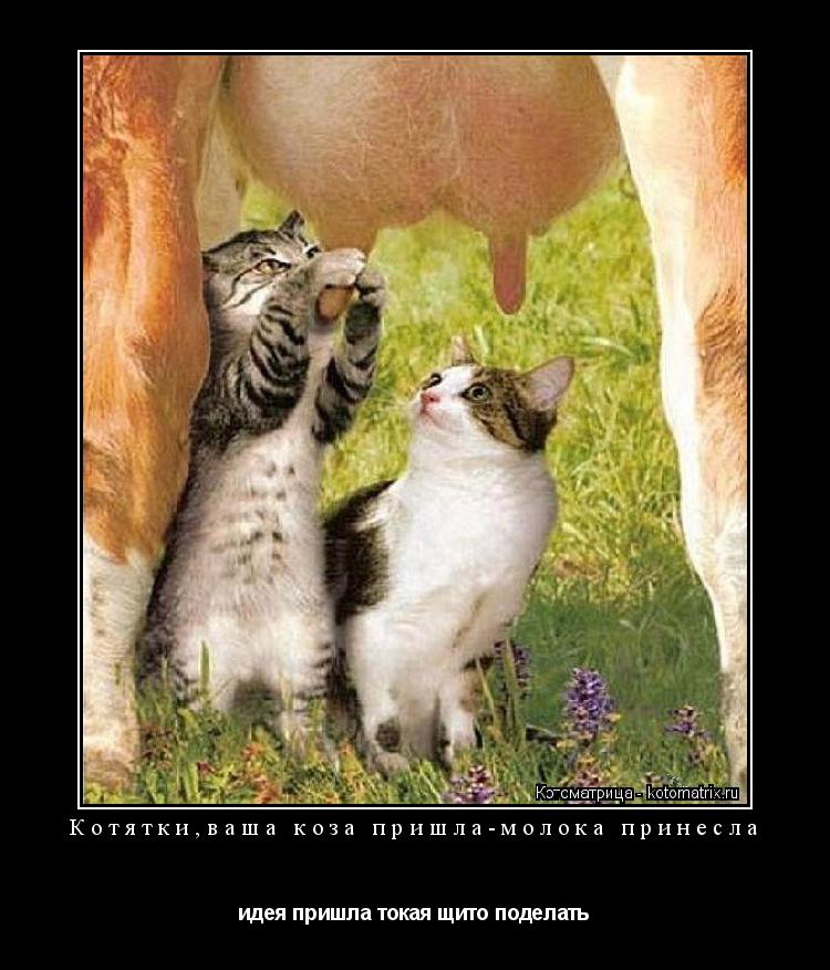 Котоматрица: Котятки,ваша коза пришла-молока принесла идея пришла токая щито поделать