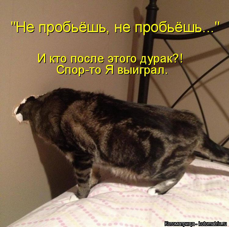 "Не пробьёшь, не пробьёшь..." И кто после этого дурак?! Спор-то Я выиграл.... Котоматрица: "Не пробьёшь, не пробьёшь..." И кто после этого дурак?! Спор-то Я выиграл.