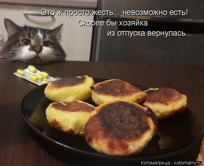Это ж просто жесть... невозможно есть! Скорее бы хозяйка из отпуска вернулась...... Котоматрица: Это ж просто жесть... невозможно есть! Скорее бы хозяйка из отпуска вернулась...