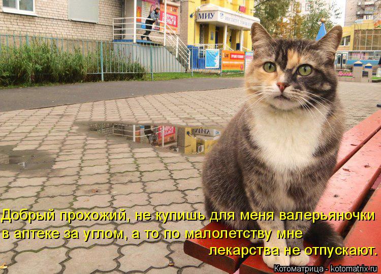 Добрый прохожий, не купишь для меня валерьяночки в аптеке за углом, а то по малолетству мне лекарства... Котоматрица: Добрый прохожий, не купишь для меня валерьяночки в аптеке за углом, а то по малолетству мне лекарства не отпускают.