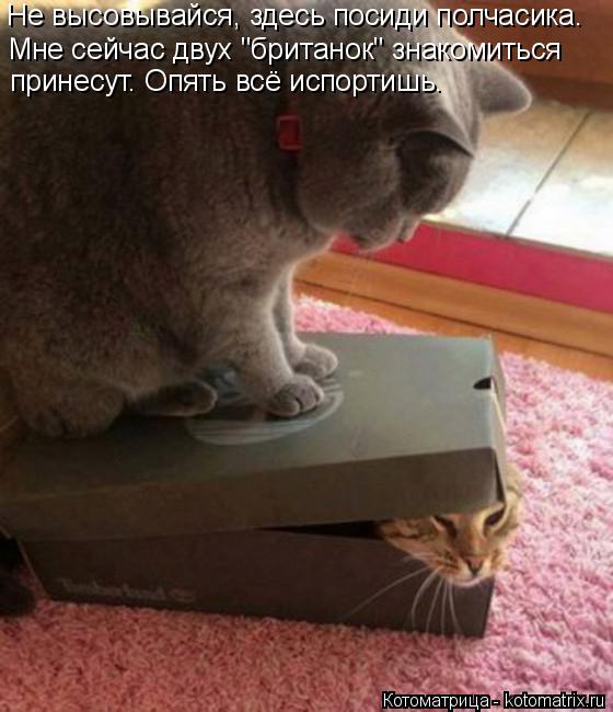 Не высовывайся, здесь посиди полчасика. Мне сейчас двух "британок" знакомиться принесут. Опять всё и... Котоматрица: Не высовывайся, здесь посиди полчасика. Мне сейчас двух "британок" знакомиться принесут. Опять всё испортишь.