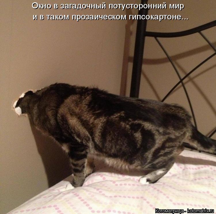 Окно в загадочный потусторонний мир и в таком прозаическом гипсокартоне...... Котоматрица: Окно в загадочный потусторонний мир и в таком прозаическом гипсокартоне...