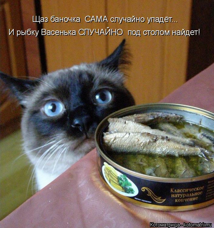 Щаз баночка САМА случайно упадёт... И рыбку Васенька СЛУЧАЙНО под столом найдет!... Котоматрица: Щаз баночка САМА случайно упадёт... И рыбку Васенька СЛУЧАЙНО под столом найдет!
