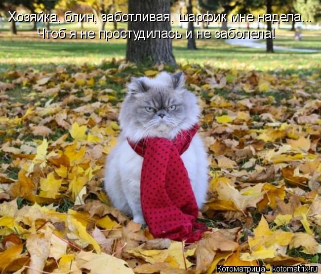 Хозяйка, блин, заботливая, шарфик мне надела... Чтоб я не простудилась и не заболела!... Котоматрица: Хозяйка, блин, заботливая, шарфик мне надела... Чтоб я не простудилась и не заболела!