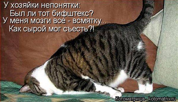У хозяйки непонятки: Был ли тот бифштекс? У меня мозги все - всмятку... Как сырой мог съесть?!... Котоматрица: У хозяйки непонятки: Был ли тот бифштекс? У меня мозги все - всмятку... Как сырой мог съесть?!