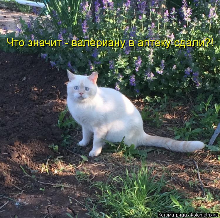 Что значит - валериану в аптеку сдали?!... Котоматрица: Что значит - валериану в аптеку сдали?!