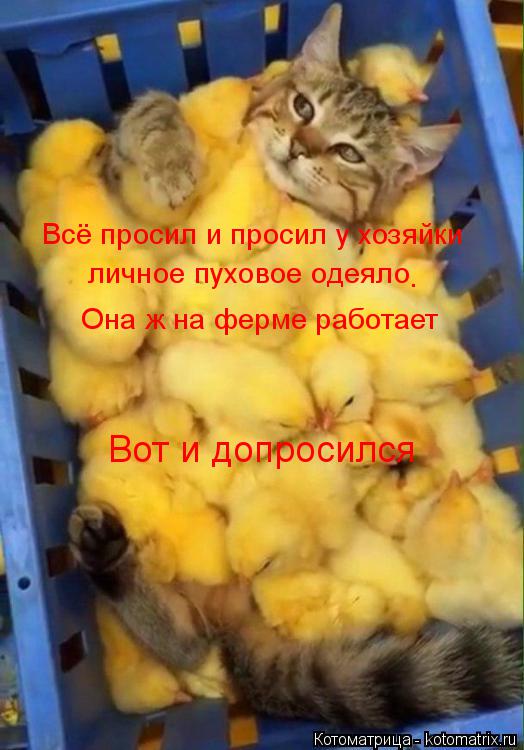 Всё просил и просил у хозяйки личное пуховое одеяло Она ж на ферме работает Вот и допросился .... Котоматрица: Всё просил и просил у хозяйки личное пуховое одеяло Она ж на ферме работает Вот и допросился .