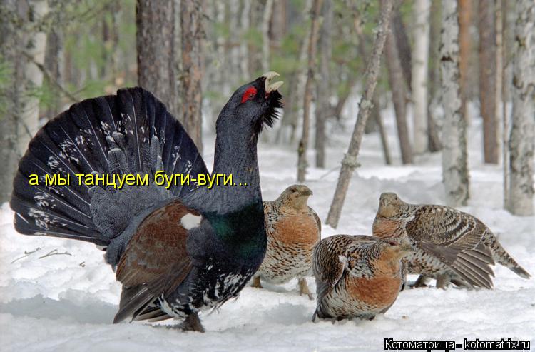 а мы танцуем буги-вуги...... Котоматрица: а мы танцуем буги-вуги...