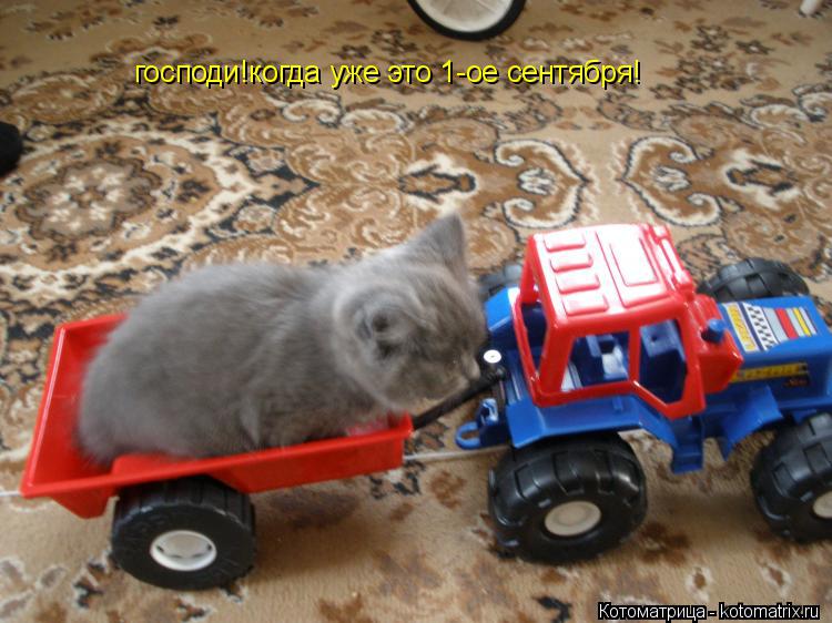 Котоматрица: господи!когда уже это 1-ое сентября!