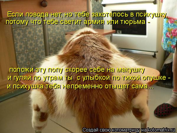 Котоматрица: Если повода нет, но тебе захотелось в психушку,  потому что тебе светит армия или тюрьма -  положи эту попу скорее себе на макушку  и гуляй по 