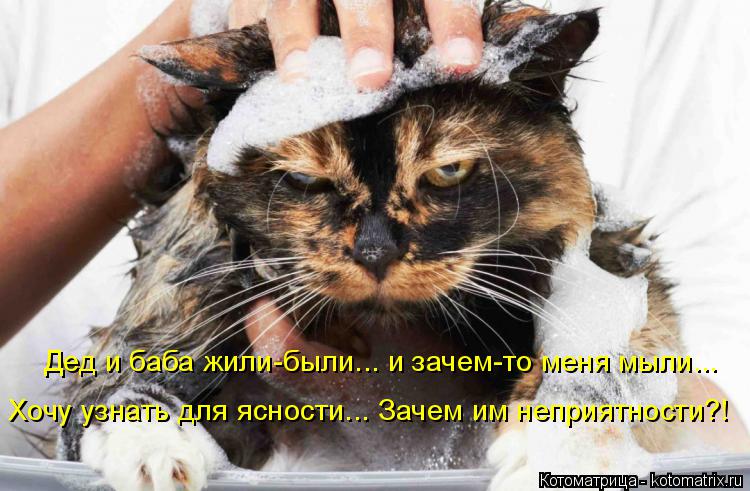 Дед и баба жили-были... и зачем-то меня мыли... Хочу узнать для ясности... Зачем им неприятности?!... Котоматрица: Дед и баба жили-были... и зачем-то меня мыли... Хочу узнать для ясности... Зачем им неприятности?!