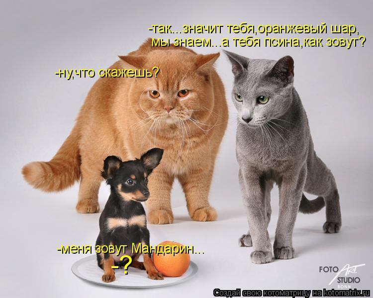 -меня зовут Мандарин... -ну,что скажешь? -так...значит тебя,оранжевый шар, мы знаем...а тебя псина,ка... Котоматрица: -меня зовут Мандарин... -ну,что скажешь? -так...значит тебя,оранжевый шар, мы знаем...а тебя псина,как зовут? -?