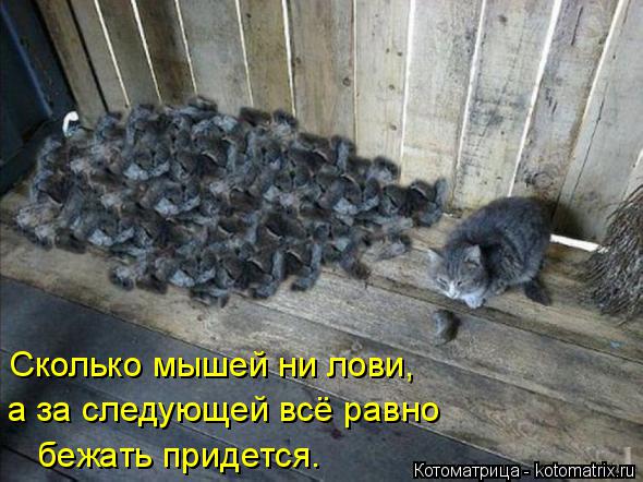 Котоматрица: Сколько мышей ни лови,  а за следующей всё равно бежать придется.