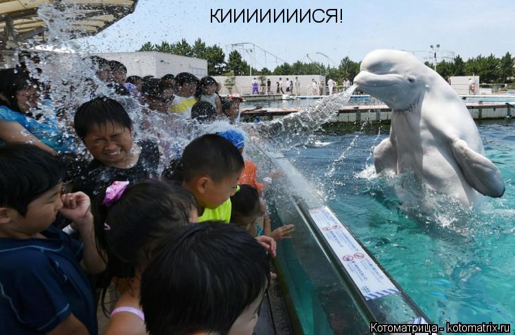 КИИИИИИИСЯ!... Котоматрица: КИИИИИИИСЯ!