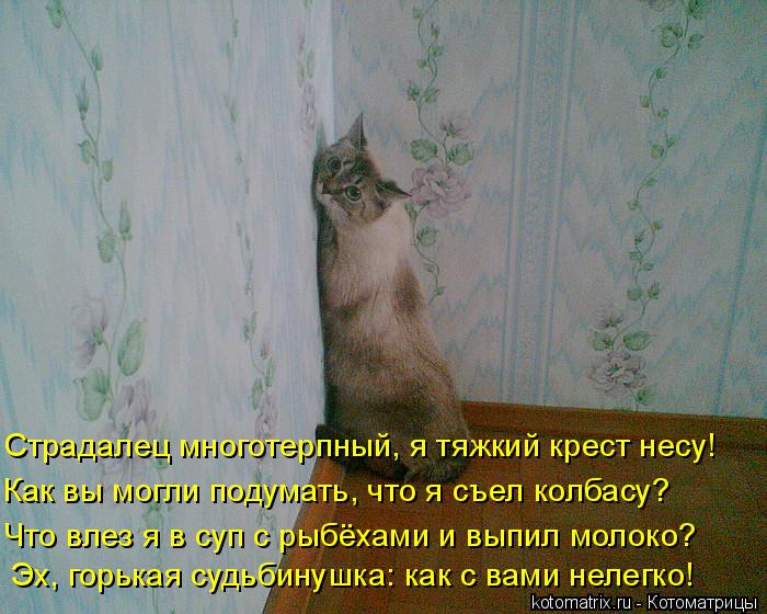 Как вы могли подумать, что я съел колбасу? Страдалец многотерпный, я тяжкий крест несу! Что влез я в ... Котоматрица: Как вы могли подумать, что я съел колбасу? Страдалец многотерпный, я тяжкий крест несу! Что влез я в суп с рыбёхами и выпил молоко? Эх, горькая