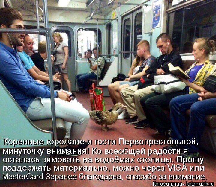 MasterCard.Заранее благодарна, спасибо за внимание. поддержать материально, можно через VISA или оста... Котоматрица: MasterCard.Заранее благодарна, спасибо за внимание. поддержать материально, можно через VISA или осталась зимовать на водоёмах столицы. Прошу мин