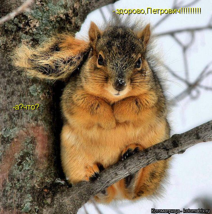 Котоматрица: здорово,Петрович!!!!!!!!! - - а?что?