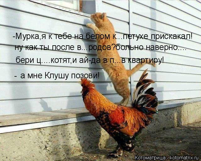 ну как ты после в...родов?больно наверно.... бери ц....котят,и ай-да в п...в квартиру! - а мне Клушу ... Котоматрица: ну как ты после в...родов?больно наверно.... бери ц....котят,и ай-да в п...в квартиру! - а мне Клушу позови! -Мурка,я к тебе на белом к...петухе приска