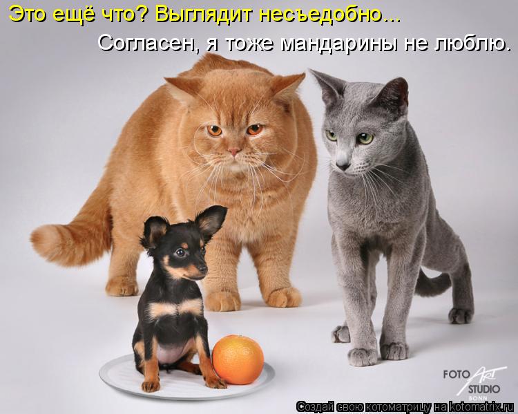 Котоматрица: Это ещё что? Выглядит несъедобно... Согласен, я тоже мандарины не люблю.