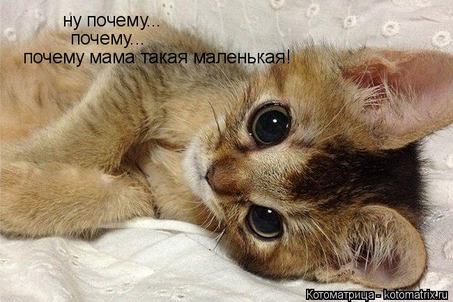 ну почему... почему... почему мама такая маленькая!... Котоматрица: ну почему... почему... почему мама такая маленькая!