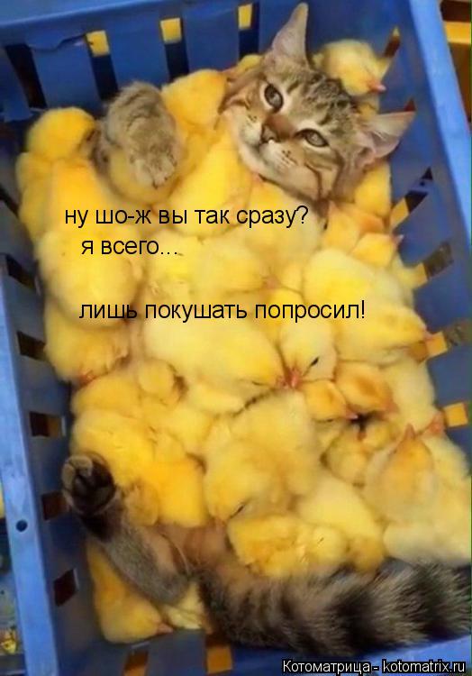 Котоматрица: лишь покушать попросил! ну шо-ж вы так сразу? я всего...