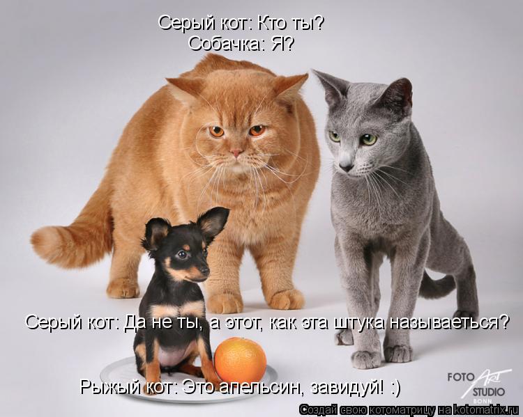 Серый кот: Кто ты? Собачка: Я? Серый кот: Да не ты, а этот, как эта штука называеться? Рыжый кот: Это... Котоматрица: Серый кот: Кто ты? Собачка: Я? Серый кот: Да не ты, а этот, как эта штука называеться? Рыжый кот: Это апельсин, завидуй! :)
