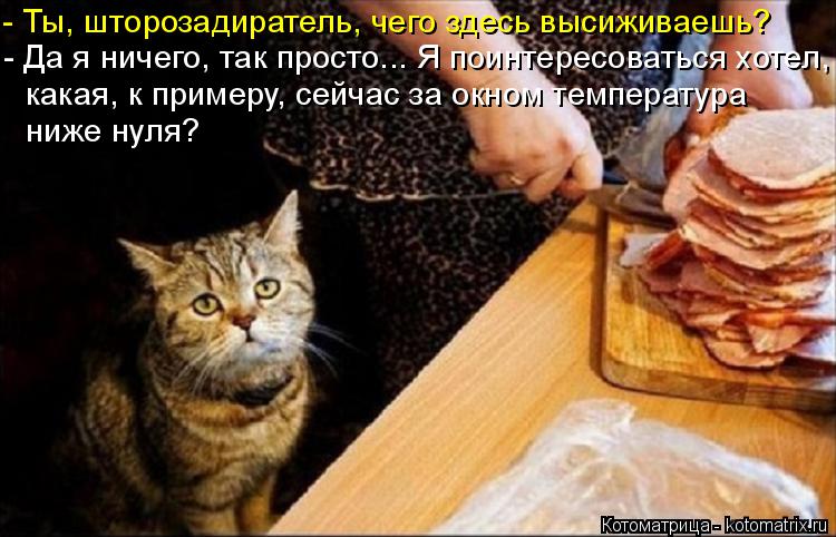 Котоматрица: - Да я ничего, так просто... Я поинтересоваться хотел,  какая, к примеру, сейчас за окном температура ниже нуля? - Ты, шторозадиратель, чего здес