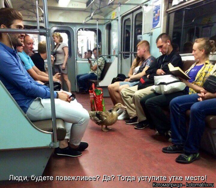 Люди, будете повежливее? Да? Тогда уступите утке место!... Котоматрица: Люди, будете повежливее? Да? Тогда уступите утке место!