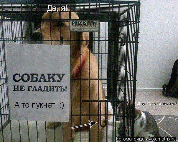 Котоматрица: А то пукнет! :) Шарик это ты пукнул? Да, я!