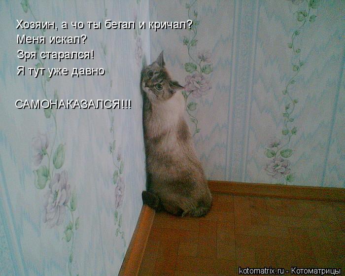 Котоматрица: Хозяин, а чо ты бегал и кричал? Меня искал? Зря старался! Я тут уже давно САМОНАКАЗАЛСЯ!!!