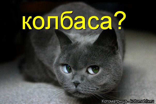 Котоматрица: колбаса?