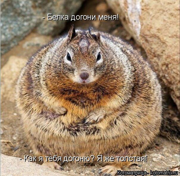 - Белка догони меня! - Как я тебя догоню? Я же толстая!... Котоматрица: - Белка догони меня! - Как я тебя догоню? Я же толстая!