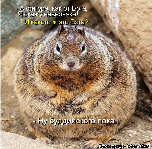 Котоматрица: - А фигура, как от Бога, Я скажу наверняка! - И какого ж это Бога?  - Ну буддийского пока...