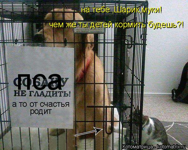 Котоматрица: а то от счастья  пса родит чем же ты детей кормить будешь?! на тебе ,Шарик,муки!